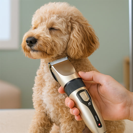 Tondeuse pour chien | PetGroomer