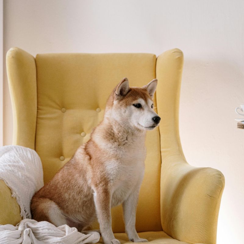 lit pour chien confortable solide