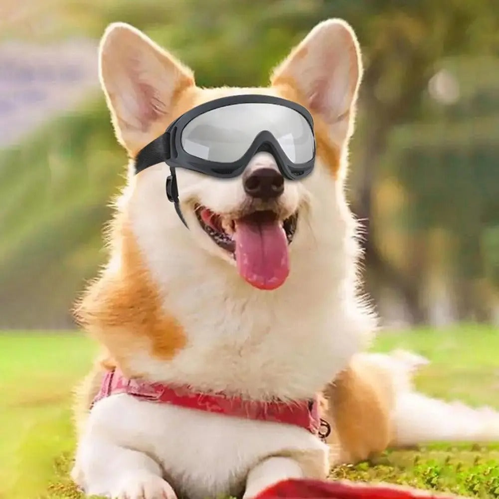 lunettes pour chien argentée