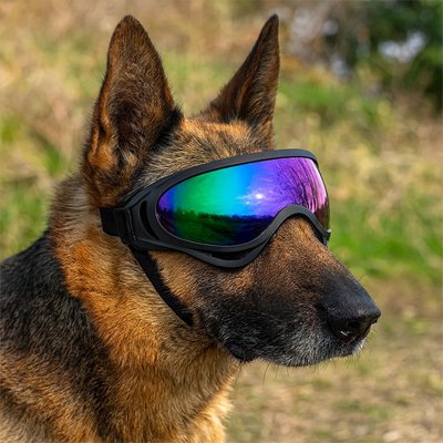 Lunettes pour chien reflet