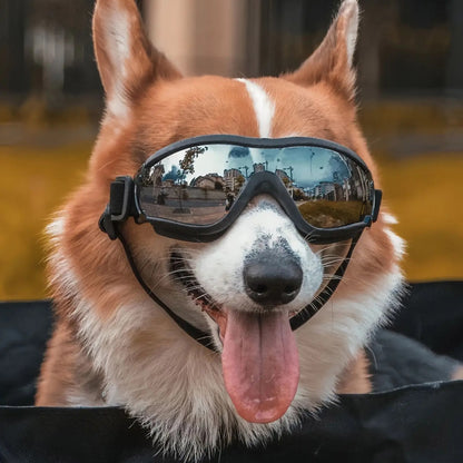 lunettes pour chien transparente