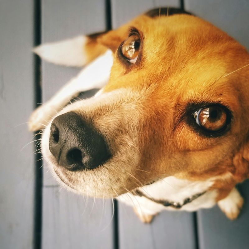 panier pour chien doux confortable