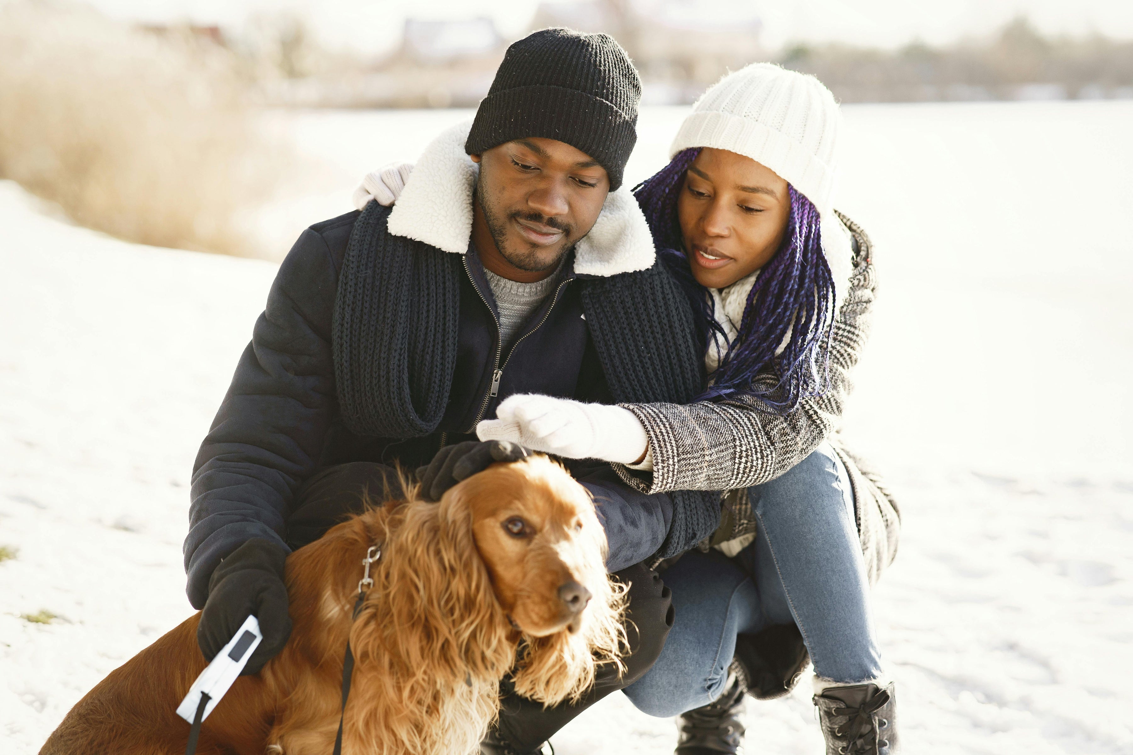 pull pour chien confortable