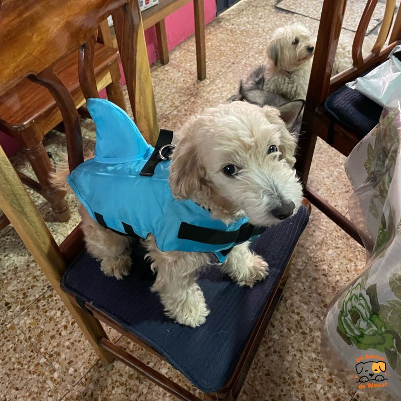 Gilet de Sauvetage Chien